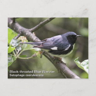 Black-throated Blue Warbler Postcard