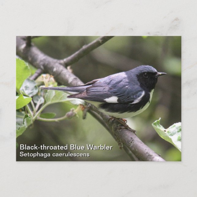 Black-throated Blue Warbler Postcard (Front)