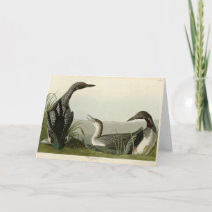 Black-Throated Diver Loon Audubon Birds of America Card