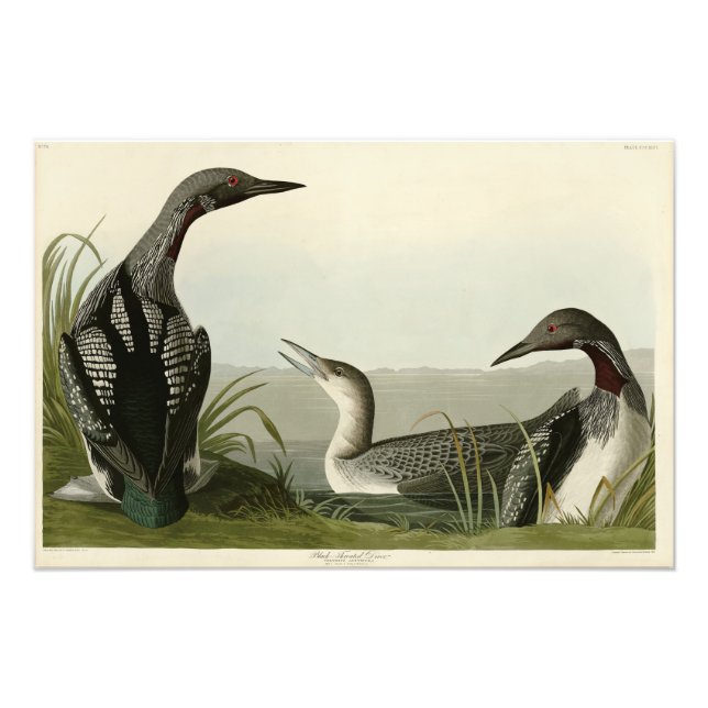 Black-Throated Diver Loon Audubon Birds of America Photo Print (Front)