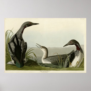 Black-Throated Diver Loon Audubon Birds of America Poster