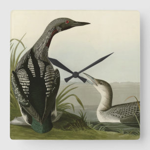 Black-Throated Diver Loon Audubon Birds of America Square Wall Clock