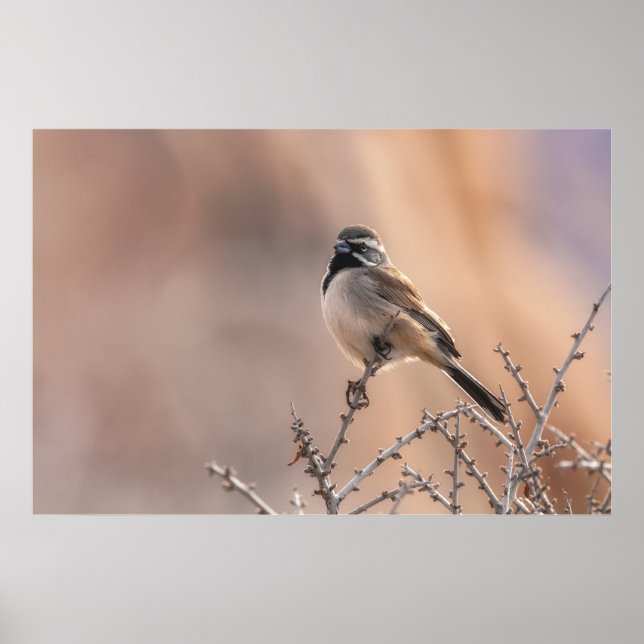 Black-throated Sparrow Poster (Front)
