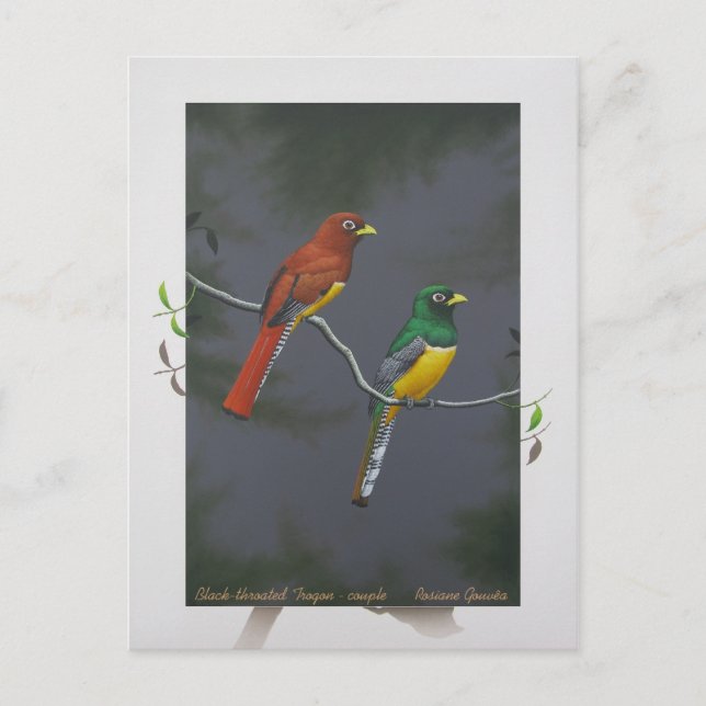 Black-throated Trogon - couple Postcard (Front)