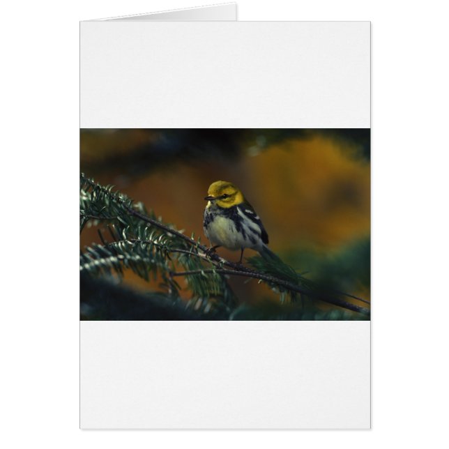 Black throated warbler (Front)