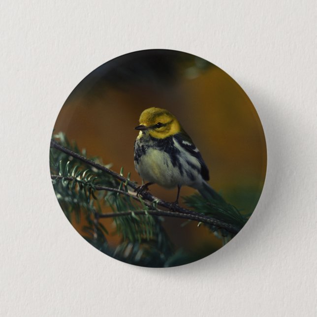 Black throated warbler 6 cm round badge (Front)