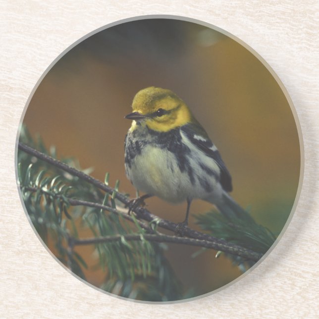 Black throated warbler coaster (Front)