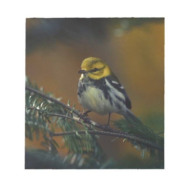 Black throated warbler notepad (Front)