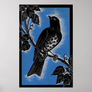 black thrush with blue poster