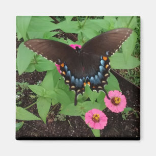 Black Tiger Swallowtail Among Pink Flowers Magnet