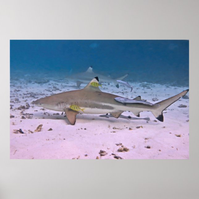 Black Tip Reef Shark on the Flats Poster (Front)