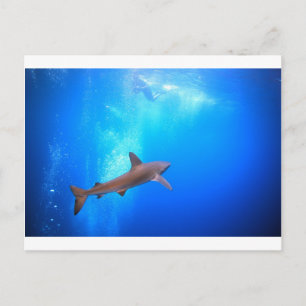 Black-tip reef shark swimming underwater postcard