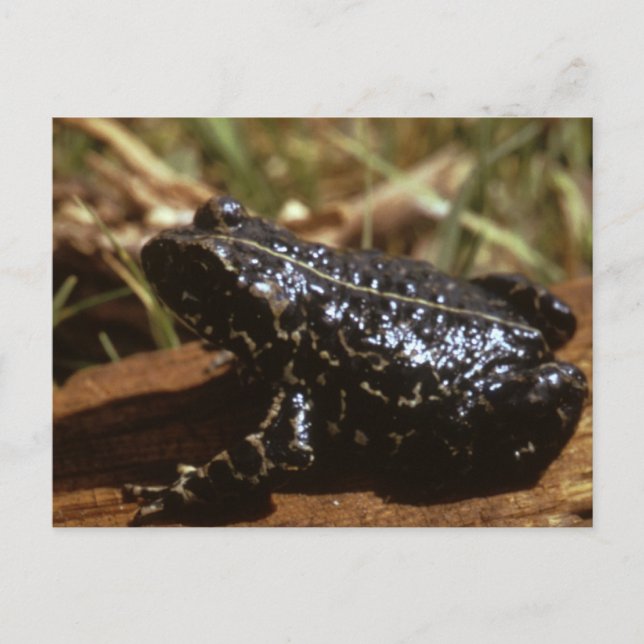 Black Toad Postcard (Front)