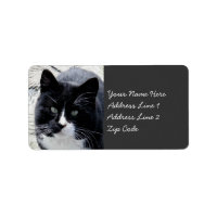 Black Tom Cat with White Markings