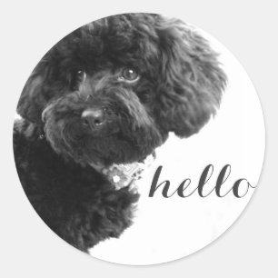 Black Toy Poodle in B&W Photography Personalised Classic Round Sticker