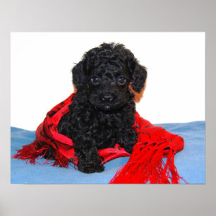 Black Toy Poodle puppy with red scarf Poster