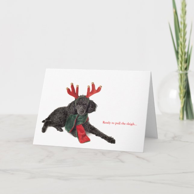 Black toy poodle with reindeer antlers holiday card (Front)