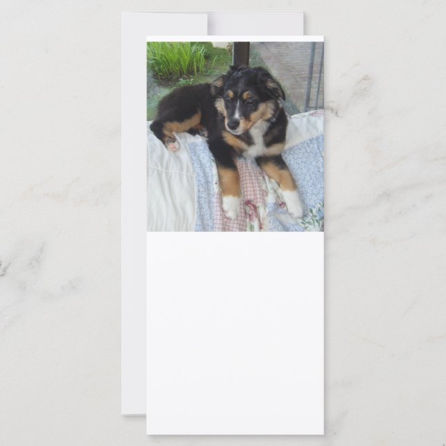 black tri puppy aussie (Front)