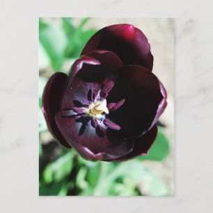 Black tulip macro postcard