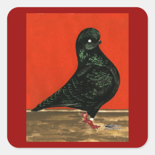 Black Tumbler Pigeon Watercolor Square Sticker