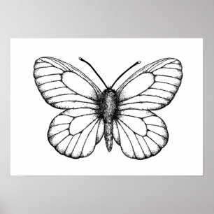 Black-veined white butterfly poster
