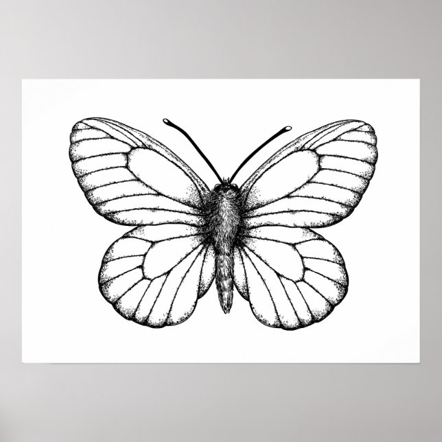 Black-veined white butterfly poster (Front)