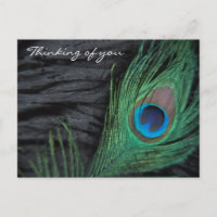 Black Velvet Peacock Feather Still Life Photograph
