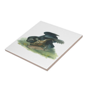 Black Vulture by Audubon Ceramic Tile