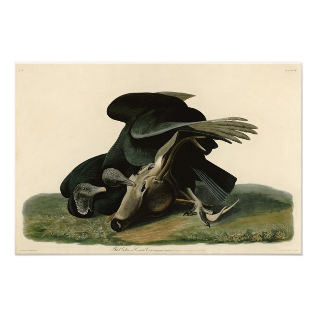 Black Vulture, from Audubon's Birds of America Photo Print (Front)