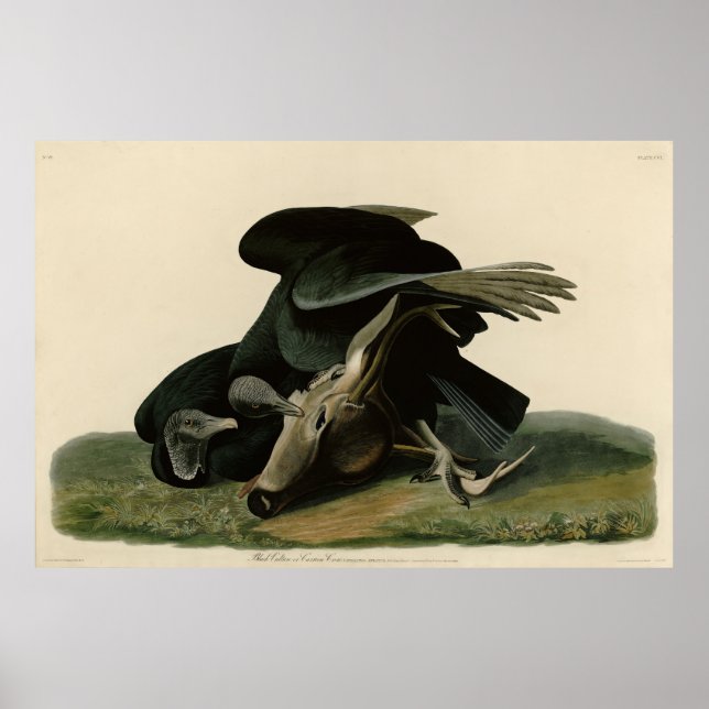 Black Vulture, from Audubon's Birds of America Poster (Front)