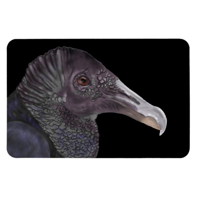 Black Vulture Illustration Magnet (Horizontal)