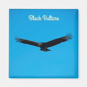 Black Vulture Magnet