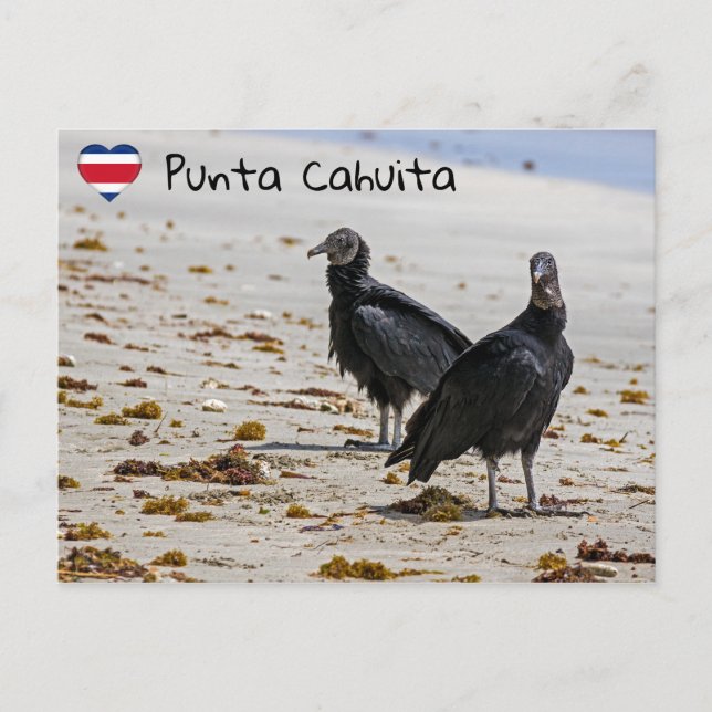 Black vultures  in Punta Cahuita - Costa Rica Postcard (Front)