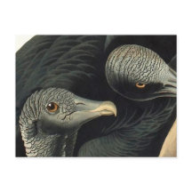 Black Vultures, John James Audubon