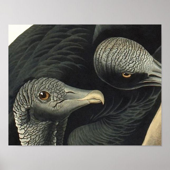 Black Vultures, John James Audubon Poster (Front)