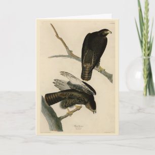 Black Warrior (Red-tailed Hawk) from Audubon Birds Card