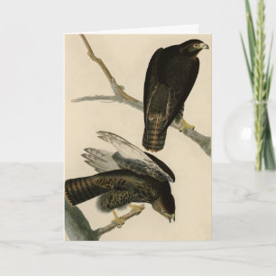 Black Warrior (Red-tailed Hawk) from Audubon Birds Card