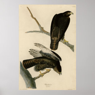 Black Warrior (Red-tailed Hawk) from Audubon Birds Poster
