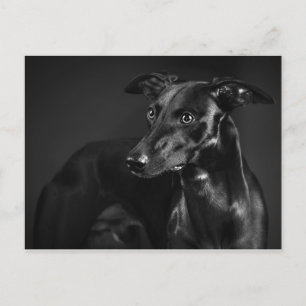 Black whippet postcard