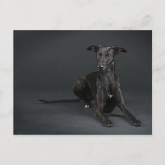 Black whippet postcard