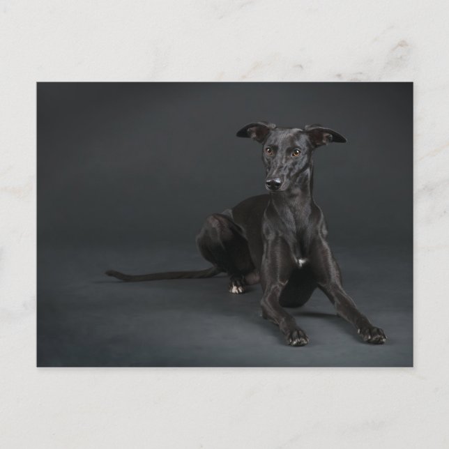Black whippet postcard (Front)