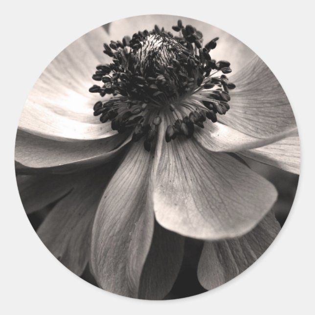 Black White Anemone Sympathy Round Sticker (Front)