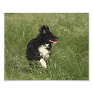 black & white Australian Shepherd at play Photo Print