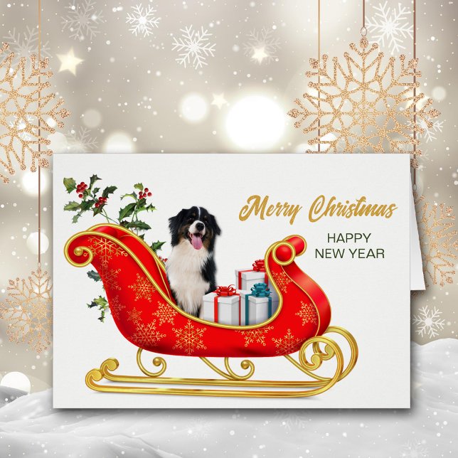 Black White Australian Shepherd Christmas Sleigh (Creator Uploaded)