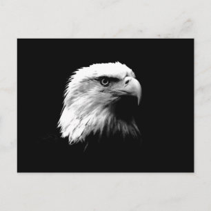 Black & White Bald Eagle Postcard