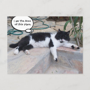 BLACK WHITE BIG TURKISH CAT IN HIS GARDEN POSTCARD