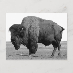 Black & White Bison / Buffalo Postcard