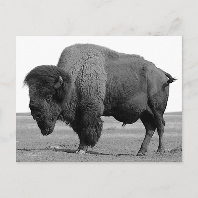 Black & White Bison / Buffalo Postcard (Front)