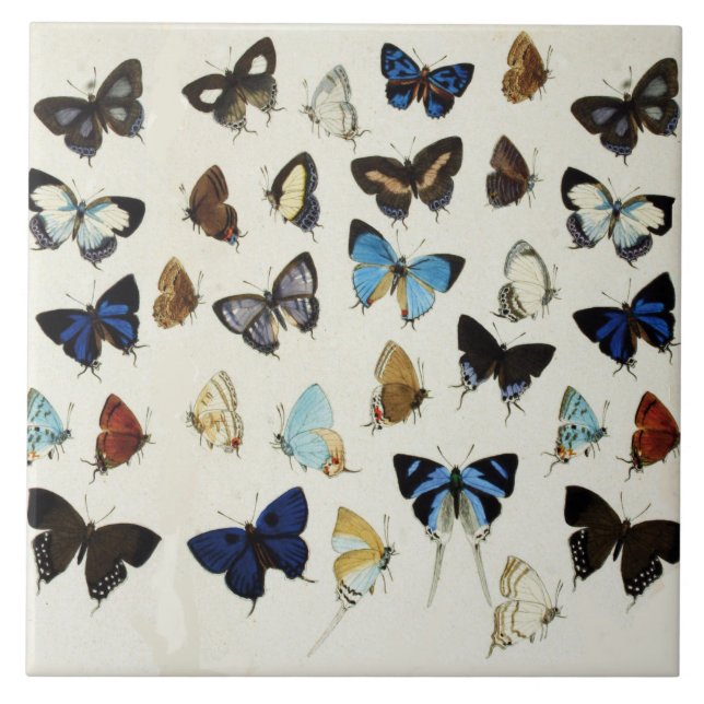 BLACK WHITE BLUE BUTTERFLIES Beauty Nature Lover Ceramic Tile (Front)