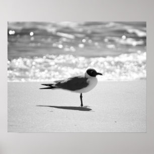 Black & White Bonaparte's Gull on the Beach 16x20 Poster